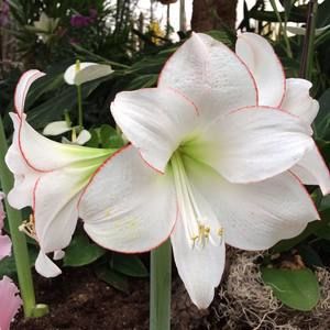 Meet your Posher, Olga